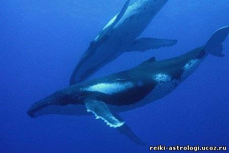 Дельфины -высшие  существа - Страница 2 882117215